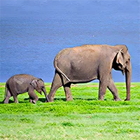 Elephant Gathering